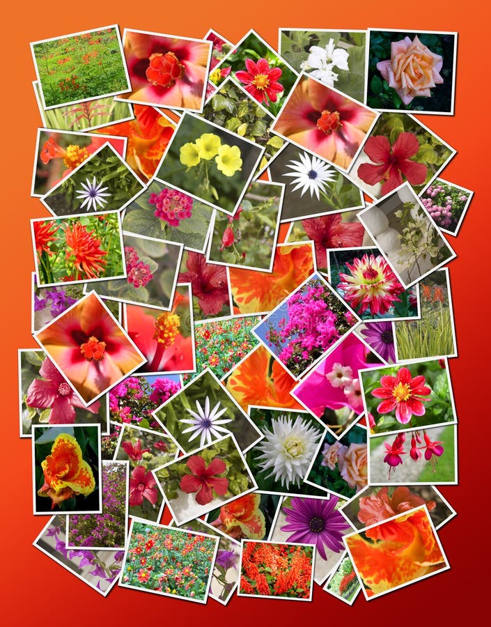 Collage of Beautiful Blossoming Flowers Stock Image Image of flowers