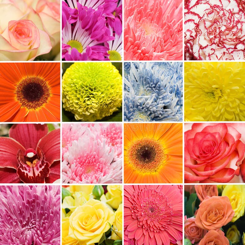 Collage from beautiful fresh colours