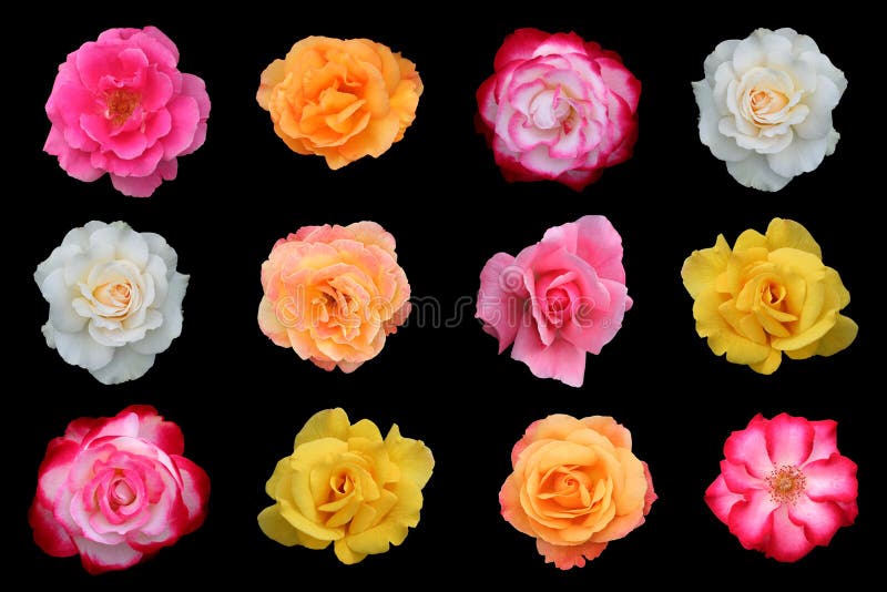 Collage of beautiful rose blossoms