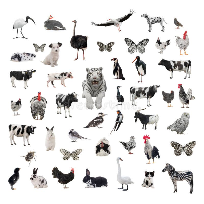 Collage Black and White Animals Isolated on White Background Stock  Illustration - Illustration of ostrich, chicken: 219750111