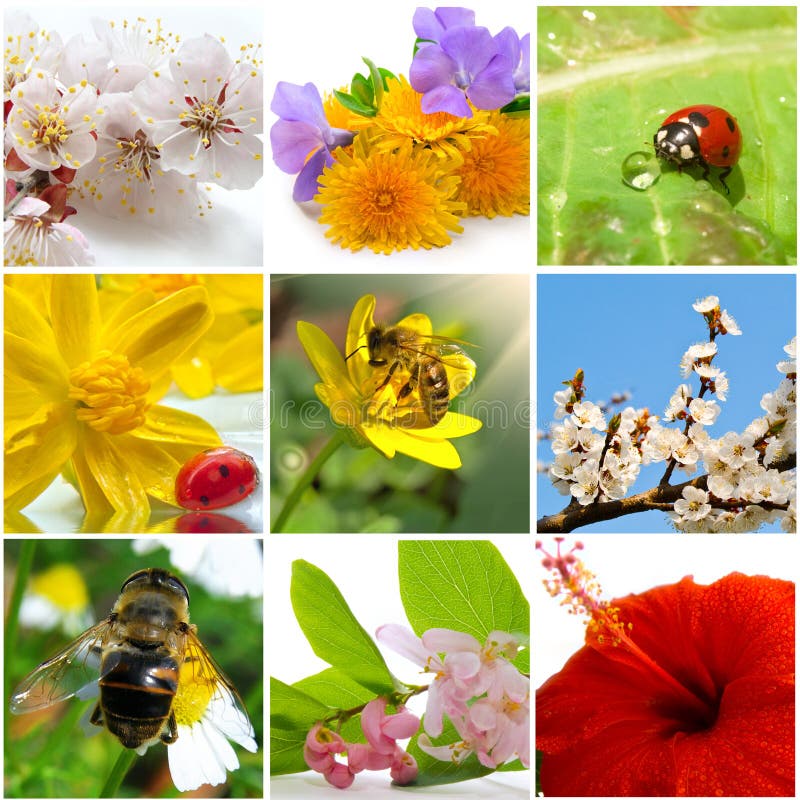 Beautiful nature collage of nine photos. Beautiful nature collage of nine photos