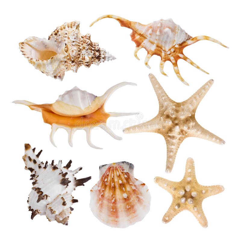 Collage de las cáscaras del mar aisladas en el fondo blanco fotografía de archivo libre de regalías Collage de las cáscaras del mar aisladas en el fondo blanco fotografía de archivo libre de regalías