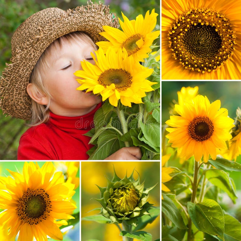 Collage de tournesols photos stock Collage de tournesols photos stock