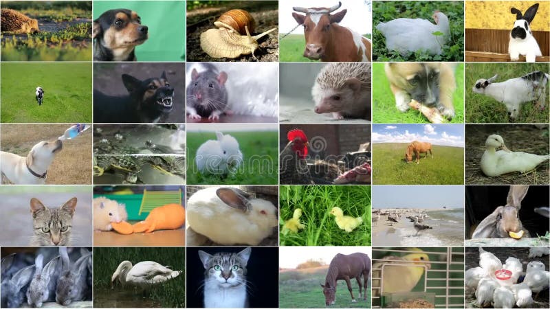 Collage de video de 99 animales variedad de imágenes como una gran pared de video de la tv metrajes