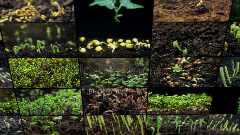 Collage de video de brotes de crecimiento y brotes desde el suelo. metrajes