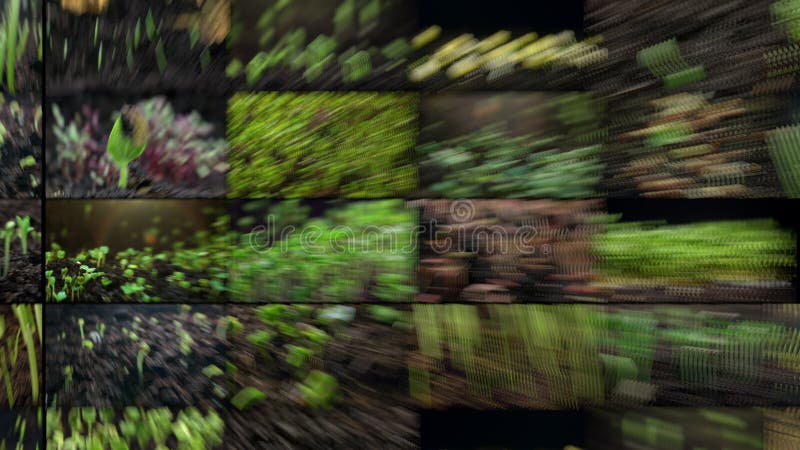 Collage de video de timelapse de un brote desde el terreno. almacen de metraje de vídeo