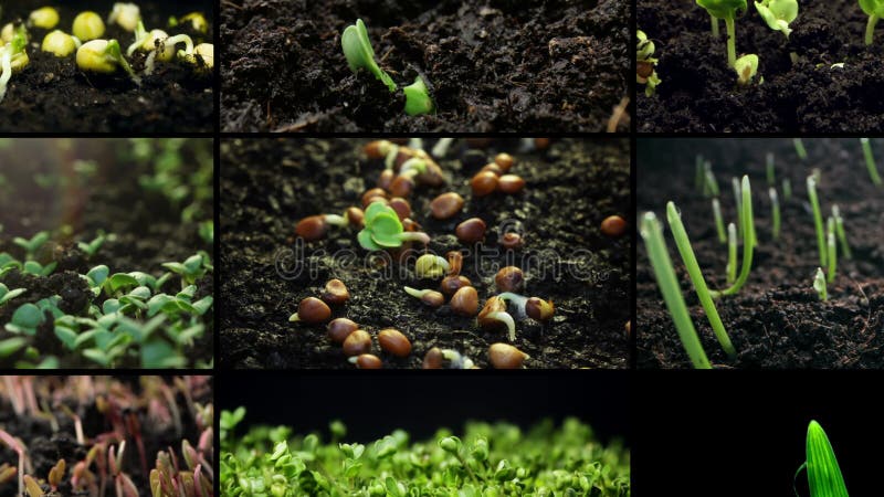 Collage de video de timelapse de verduras cultivadas desde el suelo. almacen de metraje de vídeo