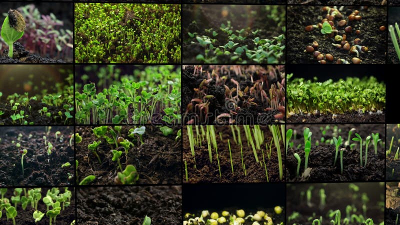 Collage de vídeo de cosecha de brotes de verduras. almacen de metraje de vídeo