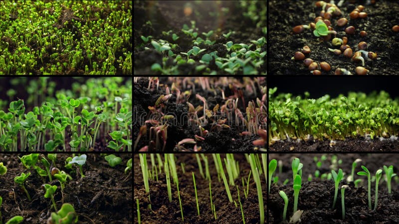 Collage de vídeo del cultivo agrícola de plantas en los campos. metrajes