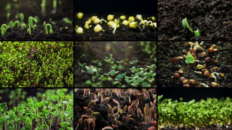 Collage de vídeo de la germinación de brotes de plantas. almacen de metraje de vídeo