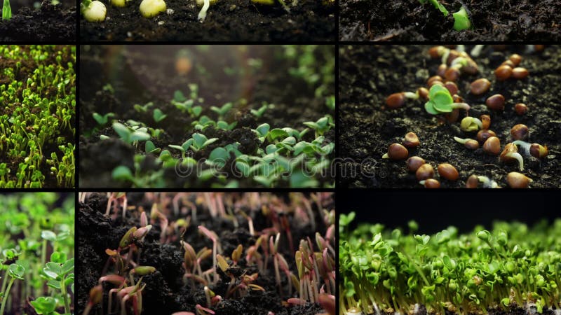 Collage de vídeo de la germinación de brotes de plantas. almacen de video