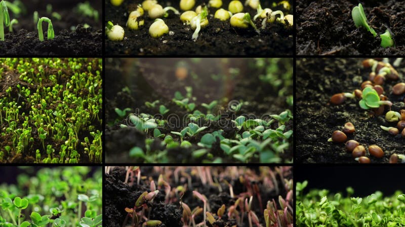 Collage de vídeo de las hojas de tiempo de brotes de verduras que brotan desde el suelo. almacen de video