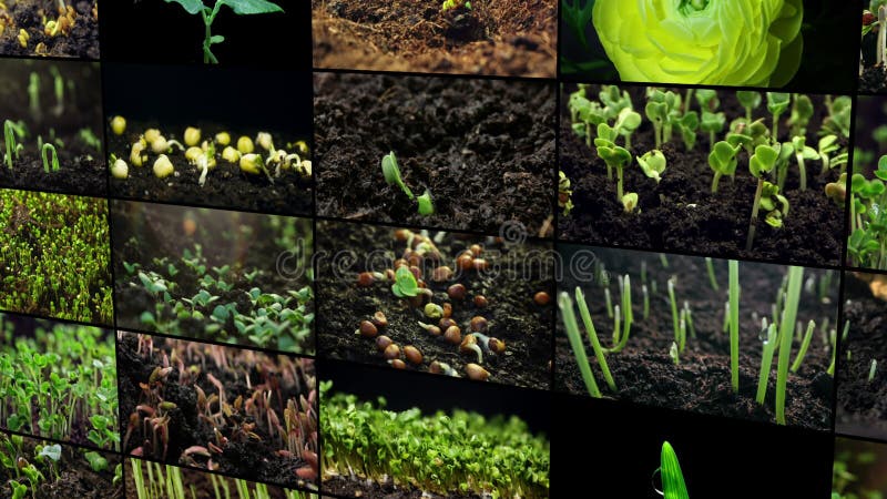 Collage de vídeo sobre el cultivo de hortalizas y plantas en campos agrícolas almacen de video