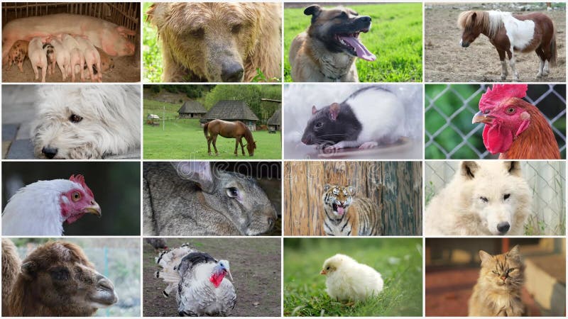 Collage de vídeo de un grupo de animales de granja. collage de videoclips de animales. almacen de video