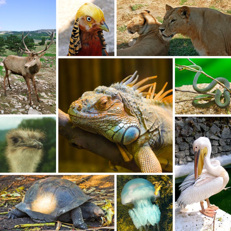 Collage degli animali fotografia stock libera da diritti Collage degli animali fotografia stock libera da diritti