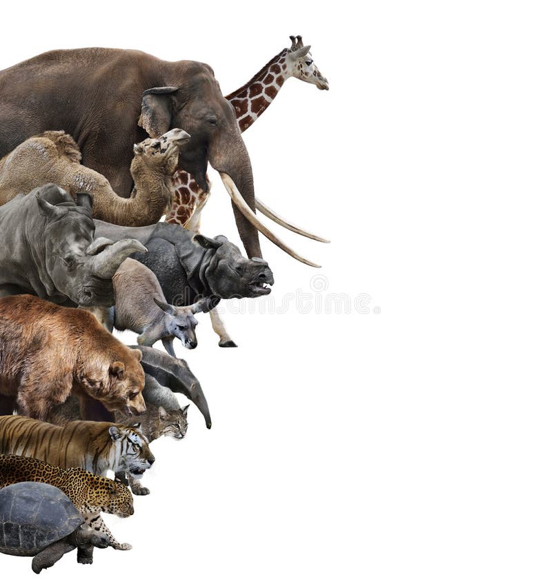 Collage degli animali selvatici