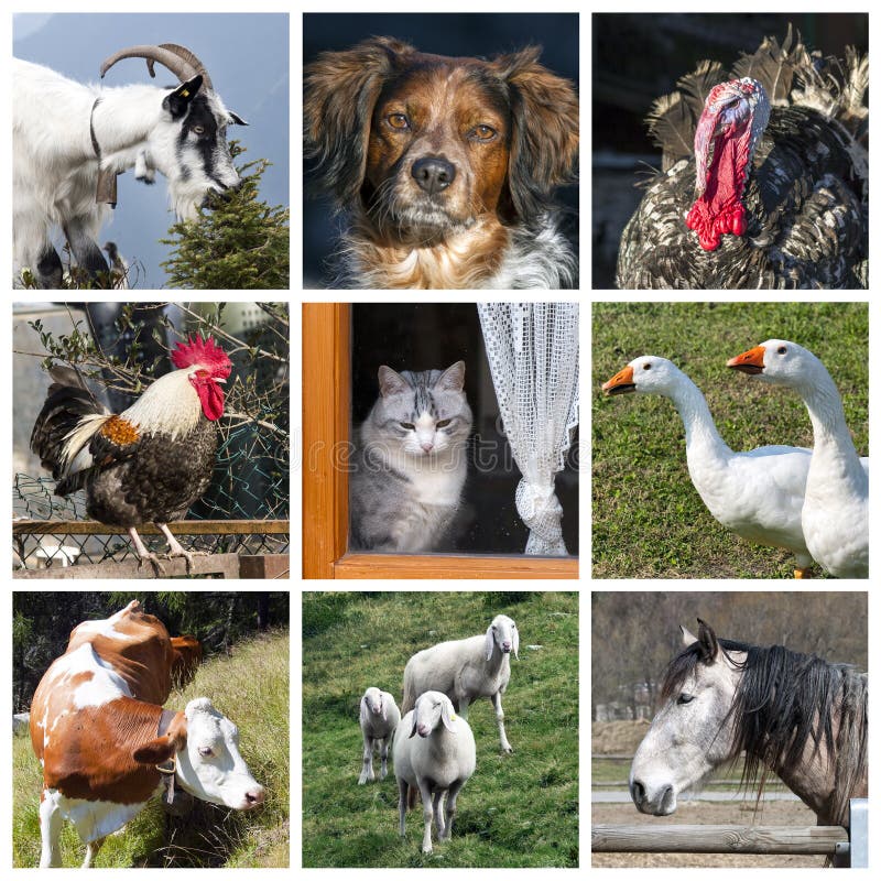 Collage dell'azienda agricola di animali immagini stock Collage dell'azienda agricola di animali immagini stock