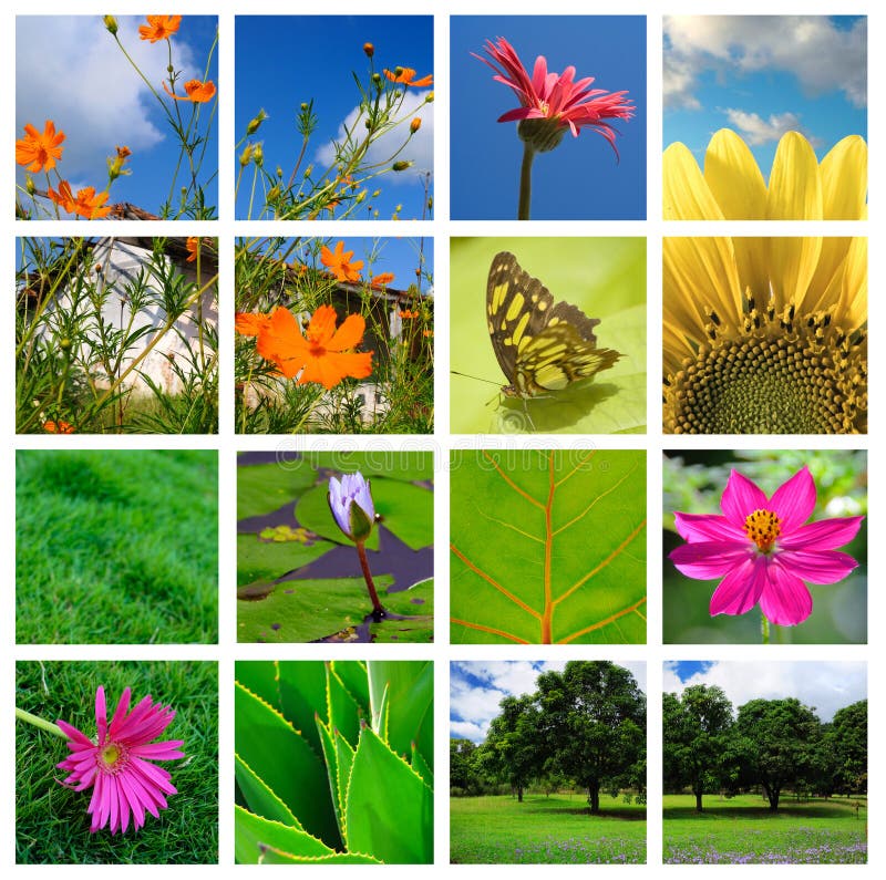 Collage della natura e della sorgente immagine stock libera da diritti Collage della natura e della sorgente immagine stock libera da diritti