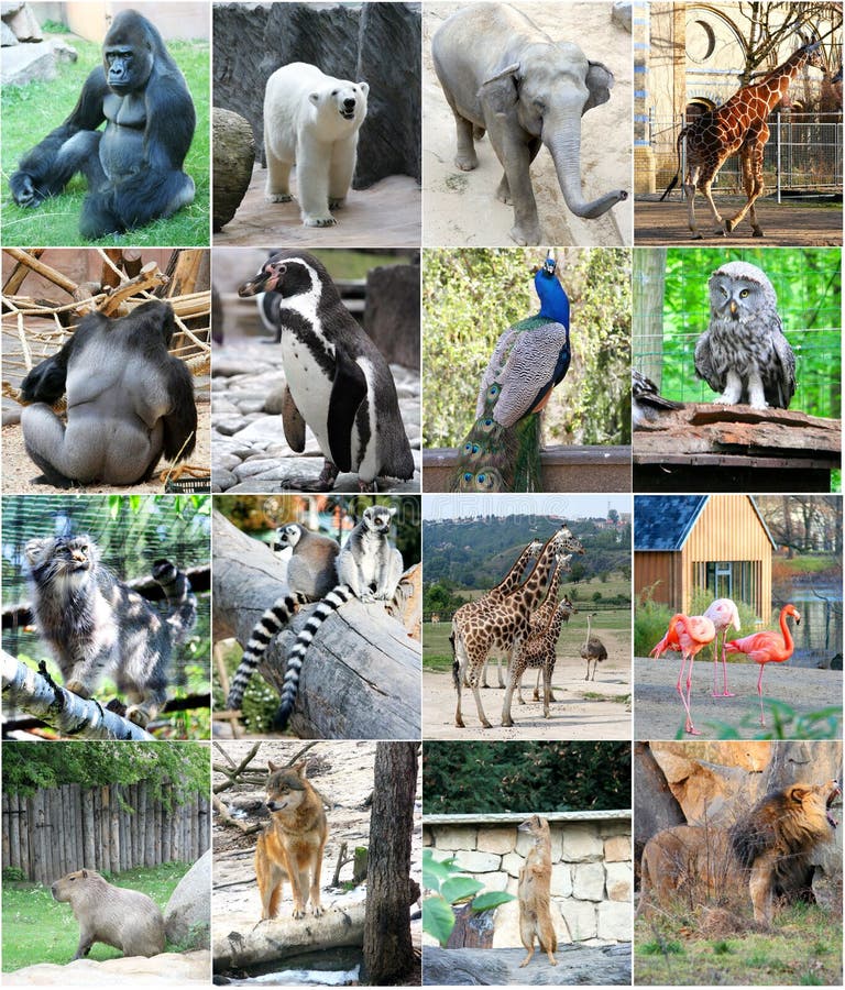 Collage Der Verschiedenen Tiere Stockbild Bild von tiere