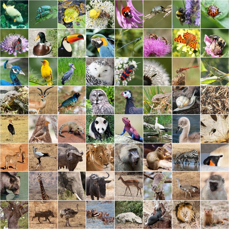 Collage der wild lebenden Tiere