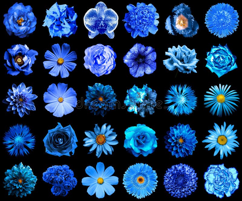 Collage of natural and surreal blue flowers 30 in 1: peony, rose, gerbera, clove, chrysanthemum, cornflower, flax, pelargonium, marigold, tulip isolated on black. Collage of natural and surreal blue flowers 30 in 1: peony, rose, gerbera, clove, chrysanthemum, cornflower, flax, pelargonium, marigold, tulip isolated on black