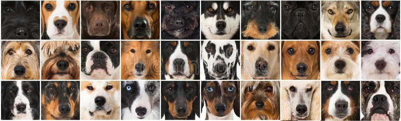 Collage di molte teste di cane differenti della razza immagini stock libere da diritti