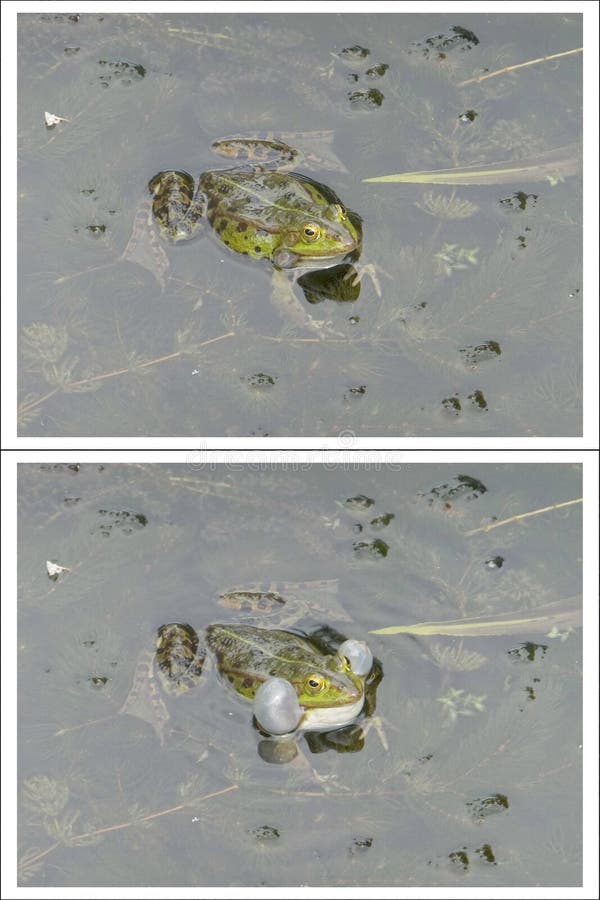 Frogs have a vocal sac to amplify their calls. Air is transferred between the Frog's lungs and its vocal sac. In this collage, the exhaling and inhaling process can be observed. Possibly, the sequence could be converted to an animated GIF or a lenticular print. [vocal sac]. Frogs have a vocal sac to amplify their calls. Air is transferred between the Frog's lungs and its vocal sac. In this collage, the exhaling and inhaling process can be observed. Possibly, the sequence could be converted to an animated GIF or a lenticular print. [vocal sac]
