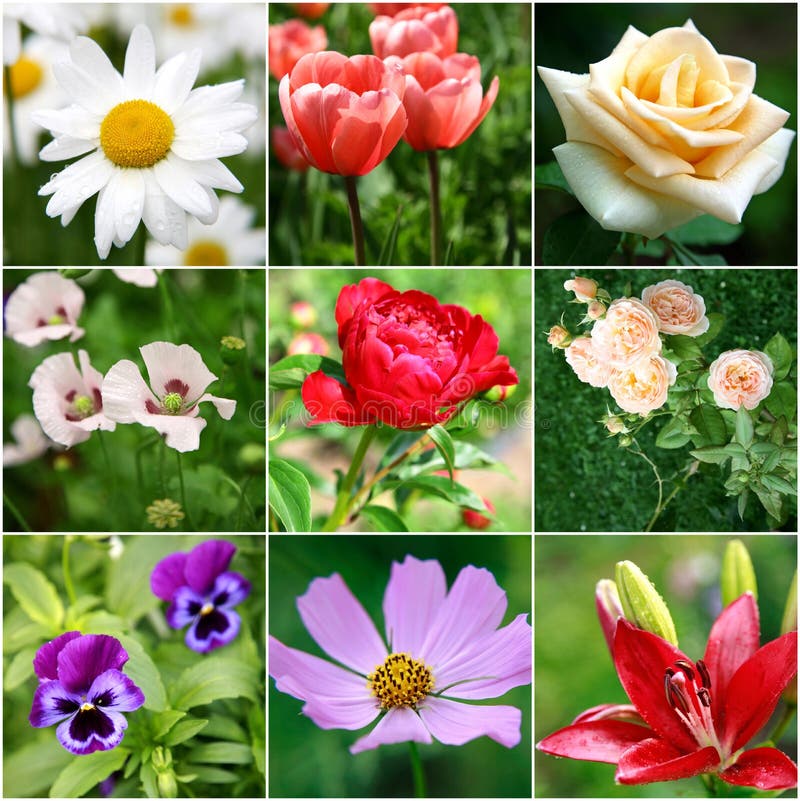 Collage of Different Beautiful Flowers Stock Image - Image of head ...