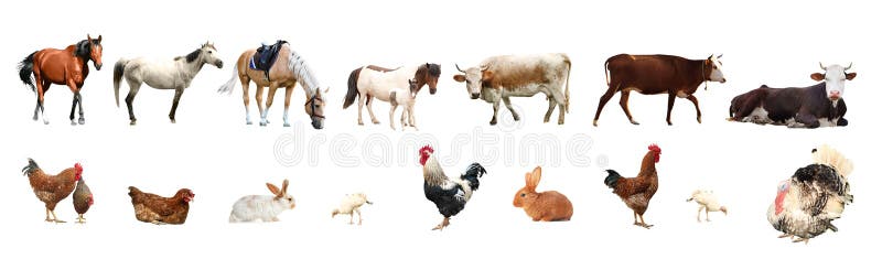 217,211 Farm Animals Stock Photos - Free & Royalty-Free Stock Photos from  Dreamstime