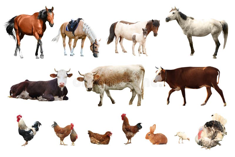 Collage of Different Farm Animals on Background Stock Photo - Image of  baby, livestock: 181140164