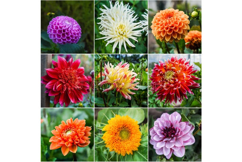 Collage from different pictures of autumn flowers dahlias vector illustration Collage from different pictures of autumn flowers dahlias vector illustration
