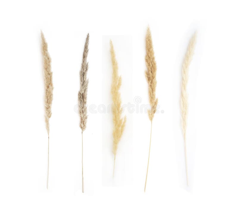 Collage of Different Type of Pampas Grass Isolated on White Background