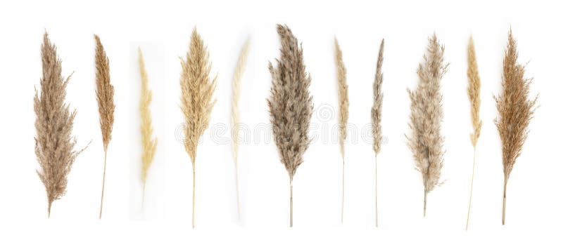 Collage of Different Type of Pampas Grass Isolated on White Background