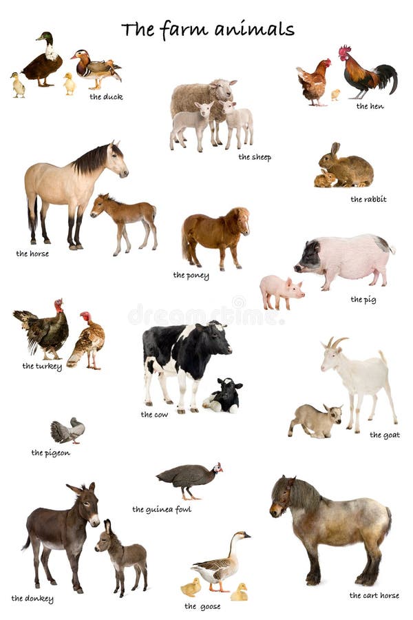 Collage of farm animals in English in front of whi