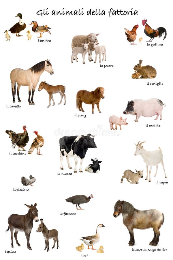 Collage of farm animals in Italian