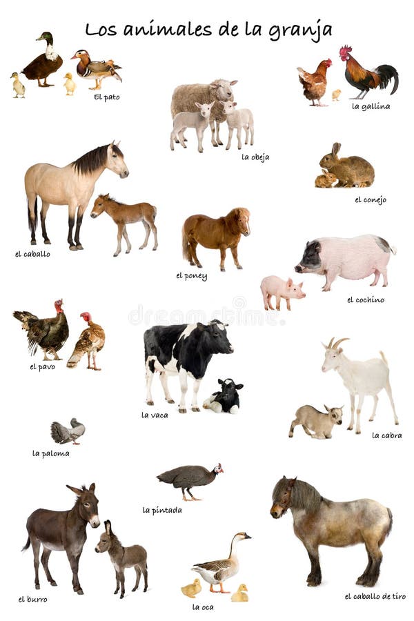 Collage di animali da fattoria in spagnolo davanti a sfondo bianco, girato in studio.