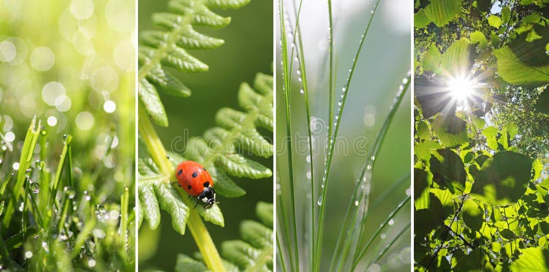 Collage - fresh nature