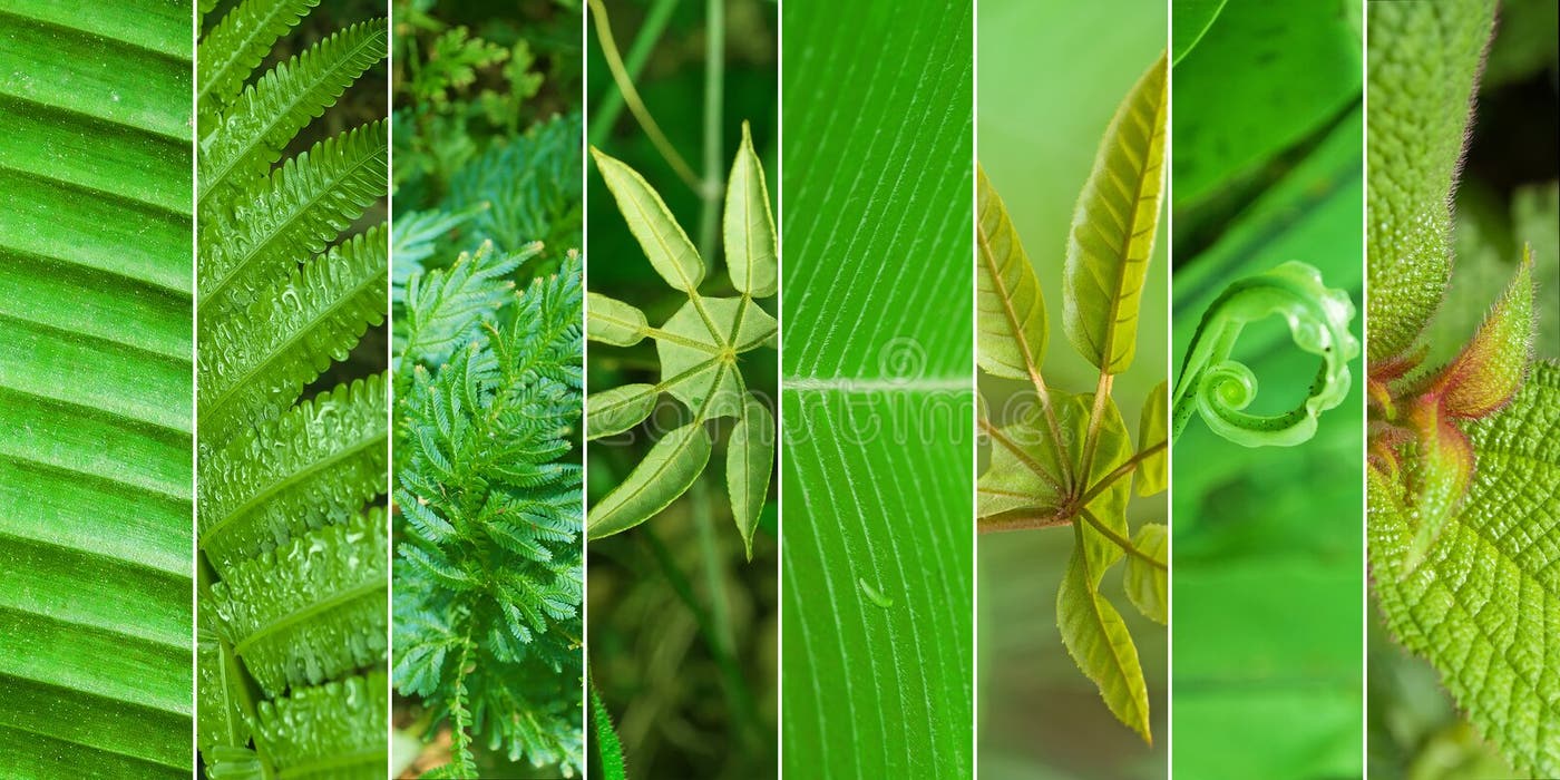 518 Rainforest Collage Stock Photos - Free & Royalty-Free Stock Photos