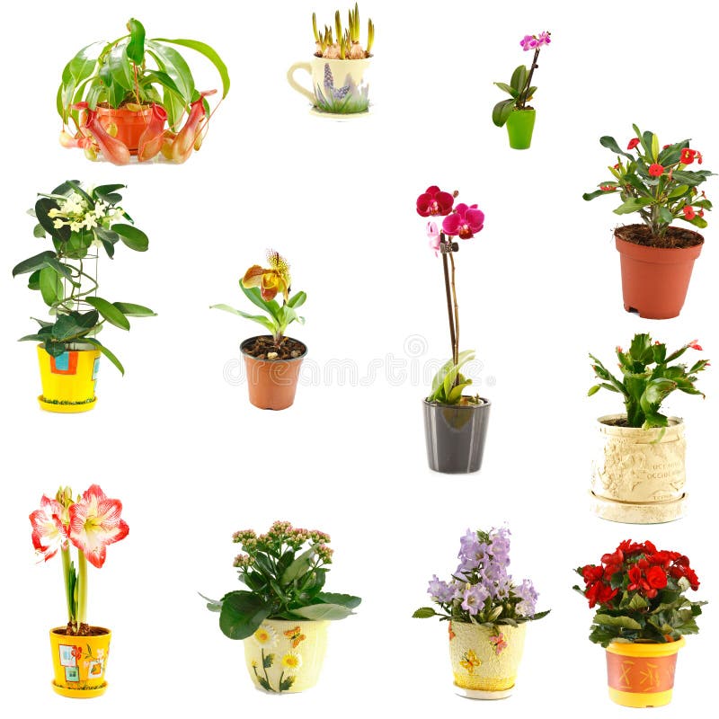 Collage of indoor plants