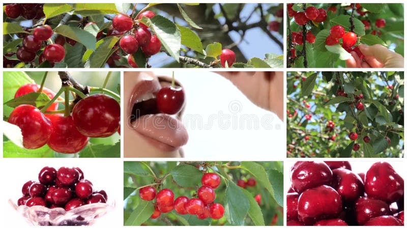 Collage inklusive den trevliga kvinnan som äter körsbärsröda och körsbärsröda träd