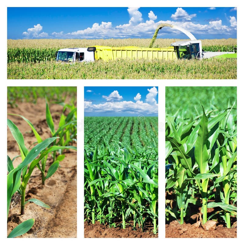 Collage of maize on the field