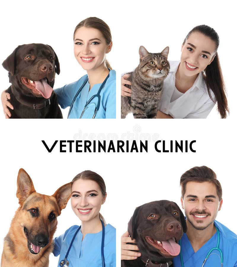 Collage med doktorer och husdjur på vit bakgrund Veterinär- klinik royaltyfri fotografi Collage med doktorer och husdjur på vit bakgrund Veterinär- klinik royaltyfri fotografi