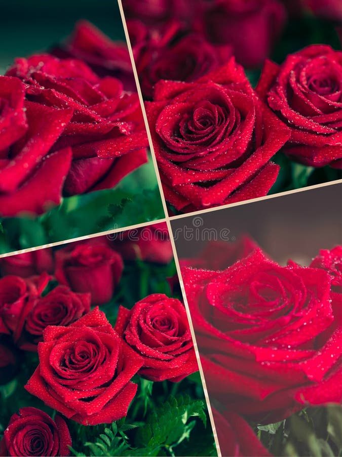 Collage Of Natural Red Roses Background. Stock Photo Image of holiday