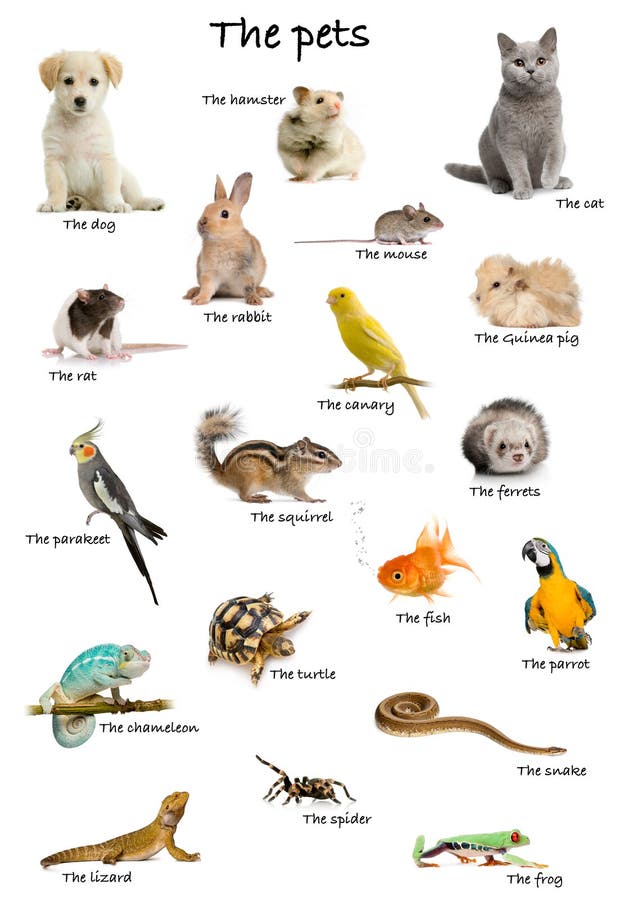 De mascotas a los animales en Inglés antes blanco, estudio.