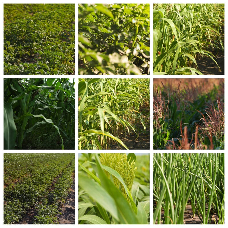 Collage with photos of fields. Agriculture stock photo Collage with photos of fields. Agriculture stock photo