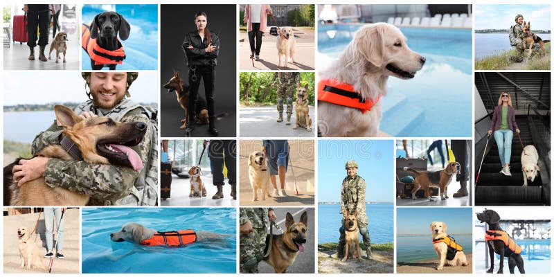 Collage with photos of people with service dogs, banner design stock image