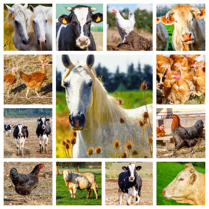889 Wild Animals Collage Stock Photos - Free & Royalty-Free Stock Photos from Dreamstime 889 Wild Animals Collage Stock Photos - Free & Royalty-Free Stock Photos from Dreamstime