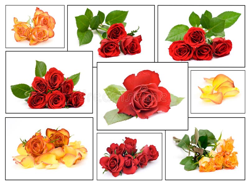 Collage of Beautiful Roses stock image. Image of blooms 2811579