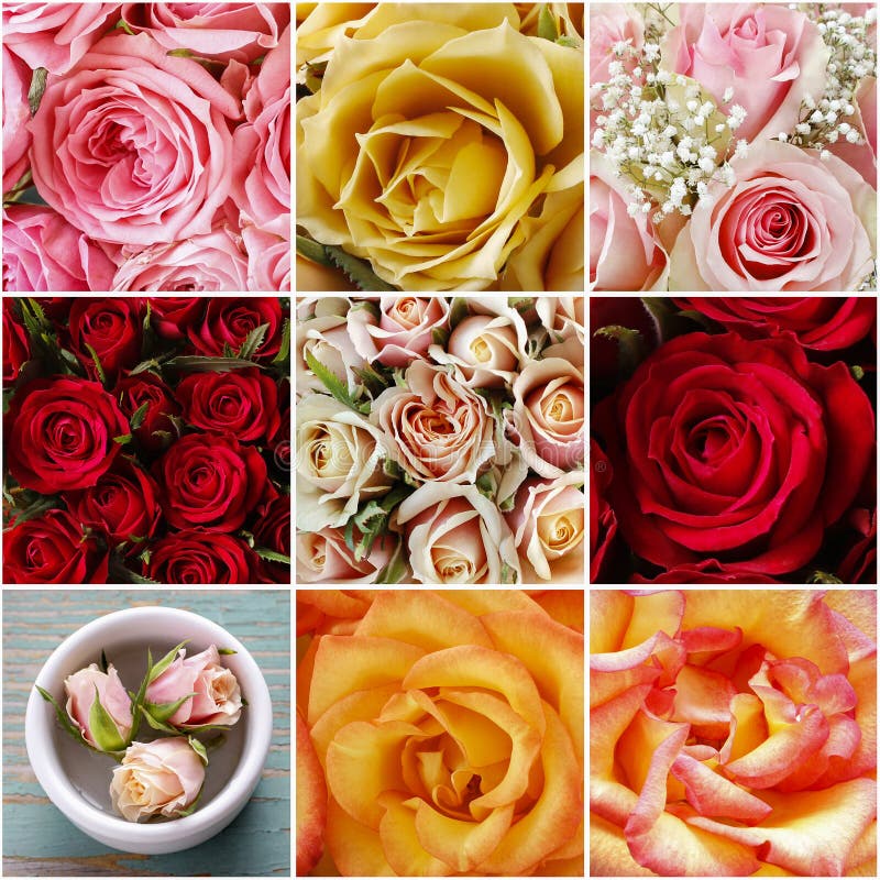 Collage with Red Roses and Paper Hearts Stock Image Image of