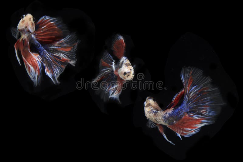 betta fish active